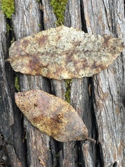 Coccomyces dentatus