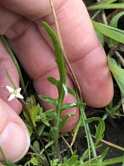 Rorippa laciniata