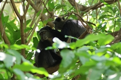 Cercopithecus mitis manyaraensis