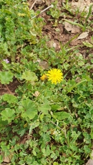 Crepis sancta