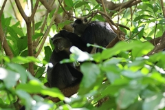 Cercopithecus mitis manyaraensis