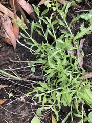 Calocephalus lacteus