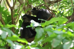 Cercopithecus mitis manyaraensis