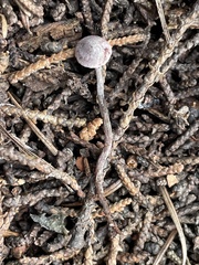 Pseudobaeospora