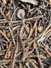 Pseudobaeospora