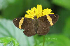 Celaenorrhinus vietnamicus