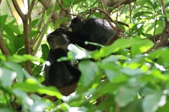 Cercopithecus mitis manyaraensis