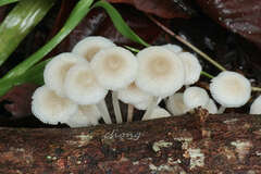 Filoboletus yunnanensis