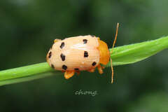 Podontia quatuordecimpunctata