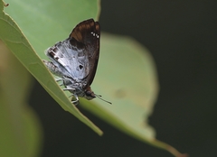 Odontoptilum angulata