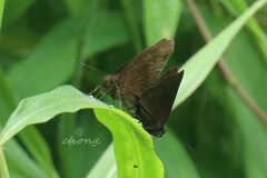 Ancistroides nigrita