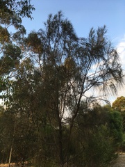 Allocasuarina verticillata