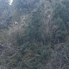 Semnopithecus schistaceus