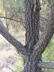 Allocasuarina verticillata