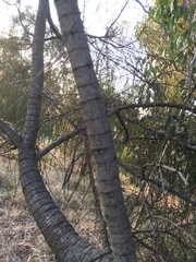 Allocasuarina verticillata