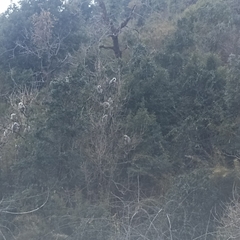 Semnopithecus schistaceus