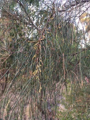 Allocasuarina verticillata