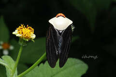 Oxypeltarion masoni