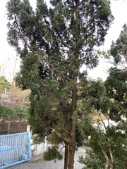 Cupressaceae