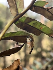 Bothrogonia ferruginea