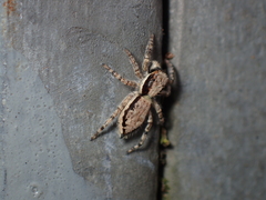 Menemerus bivittatus