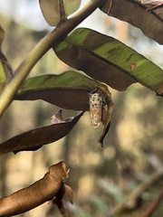 Bothrogonia ferruginea
