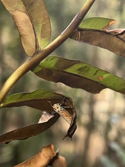Bothrogonia ferruginea
