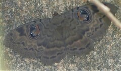 Erebus walkeri