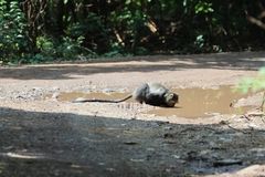 Cercopithecus mitis manyaraensis