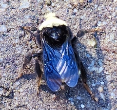 Bombus vosnesenskii