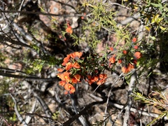 Sphaerolobium acanthos