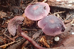 Pseudobaeospora deckeri