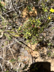 Sphaerolobium acanthos