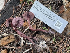 Pseudobaeospora deckeri