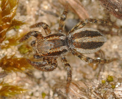 Phlegra fasciata