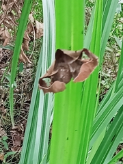 Holocerina smilax