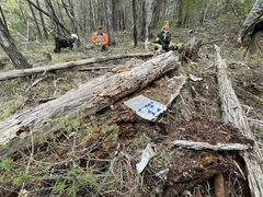 Pseudobaeospora deckeri