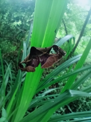 Holocerina smilax