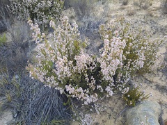 Erica verecunda