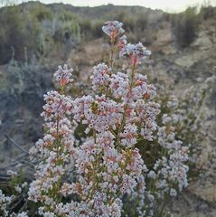 Erica verecunda