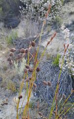 Hypodiscus aristatus