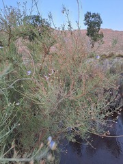 Psoralea verrucosa