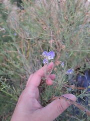Psoralea verrucosa
