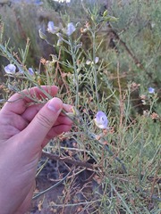 Psoralea verrucosa
