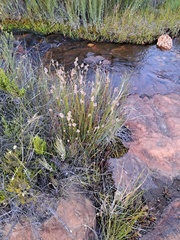 Elegia filacea