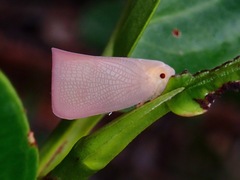 Flatidae