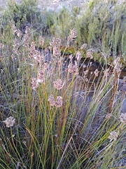 Elegia filacea