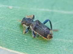 Phlogistus chrysurus