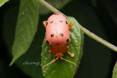 Podontia quatuordecimpunctata