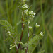Bur Parsley - Photo (c) Olivier Pichard, some rights reserved (CC BY-SA)
